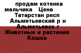 продам котенка мальчика › Цена ­ 2 500 - Татарстан респ., Альметьевский р-н, Альметьевск г. Животные и растения » Кошки   